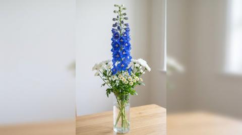 Чем дельфиниум платит за свой синий
