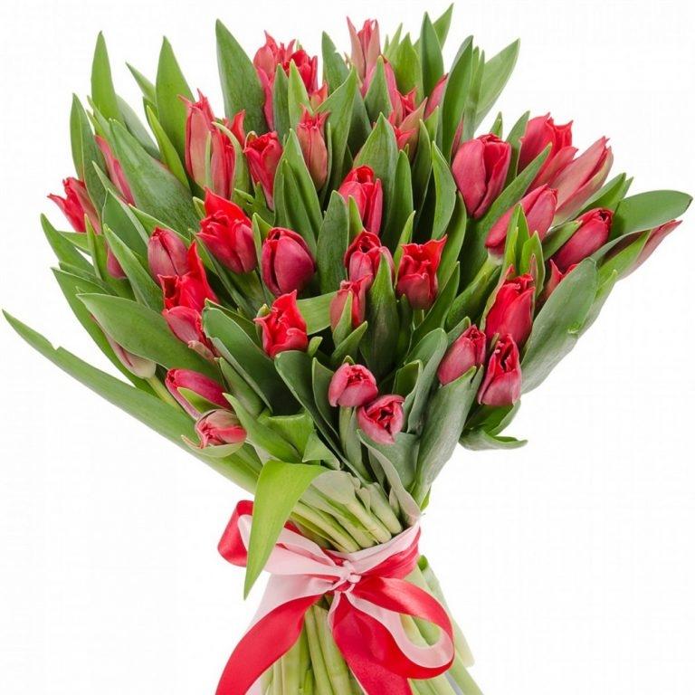 Красные тюльпаны 25 шт (№: 153120)